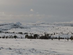 Gåslia