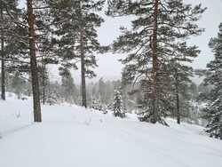 Sørvest for Spengmyrene