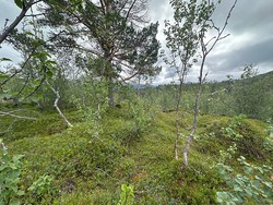 Seimsåsen