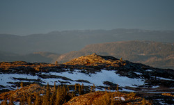 Bosbergheia