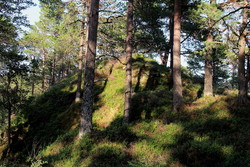 Tingvollhøgda
