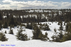 Ruskåskollen
