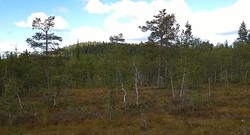 Granberget