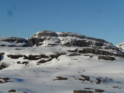 Saueheia