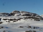Saueheia