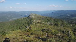 Fjellsvarden