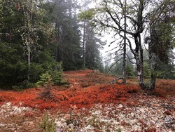 Elgstøhøgda