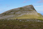 Hestehaudet