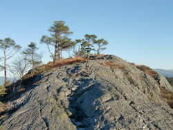 Blånuten