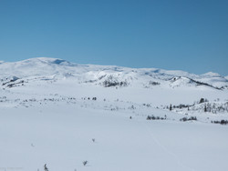 Hesthaugan