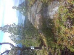Tranhaugen