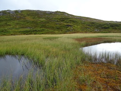 Grasvasskardet