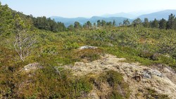 Svanalia