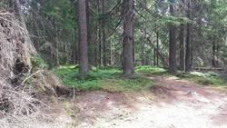 Slengfehøgda