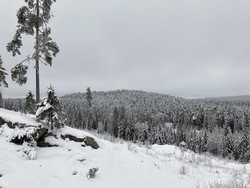 Sjølen