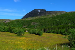 Tomskjevelen