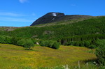 Tomskjevelen