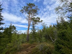 Skyråsen