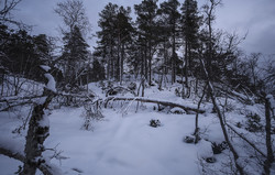 Synarhaug