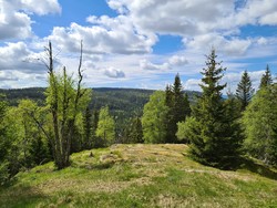 Venehaug