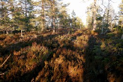 Vineshøymyråsen