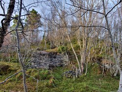 Lillenørve