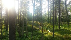 Breidsjøhøgdene