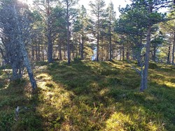 Raudhammaren