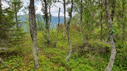 Teinhaugen