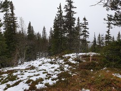 Kråkhuguknatten