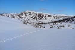 Litlhavren