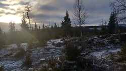 Høgrabben