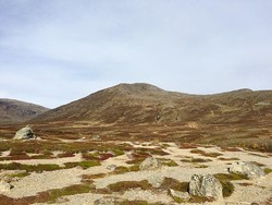 Storsnasen
