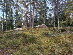 Vivangmyrhøgda