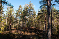 Grasåsen
