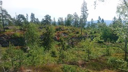 Omnelikollen