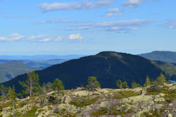 Hornlinuten