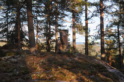Skotplassnuten