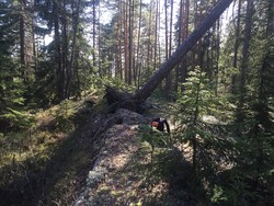 Midtåsen