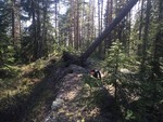 Midtåsen