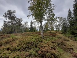 Kløvhaugen