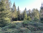 Ringeriksflaka