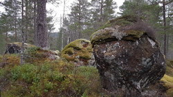 Tverrelvhaugen