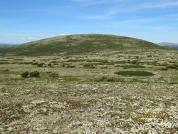 Bølhøgda