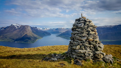 Årvikveten