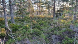 Mursteinåsen