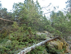 Orrsåta