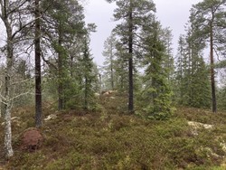 Kåterudhøgda øst