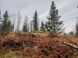 Gjeddevannsås