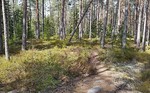 Sørspinneren
